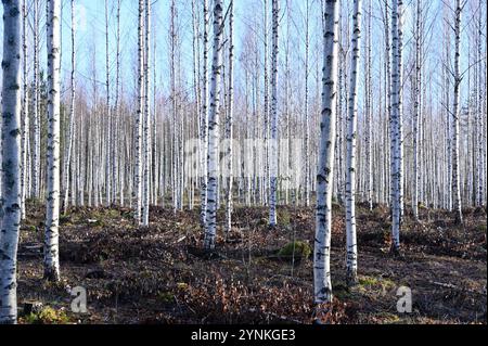 Ein ruhiger Birkenwald in sanftem natürlichem Licht. Die weiße Rinde der schlanken Birken steht in einem wunderschönen Kontrast zu den Erdtönen der Waldvögel Stockfoto