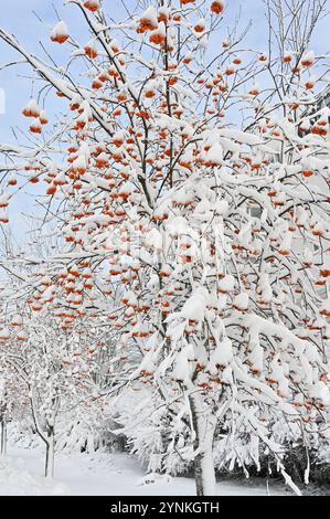 Eine Nahaufnahme eines mit Schnee beladenen Baumes, der Gruppen von hellen Orangenbeeren hervorhebt, die sich deutlich von dem weißen Schnee und der PA abheben Stockfoto