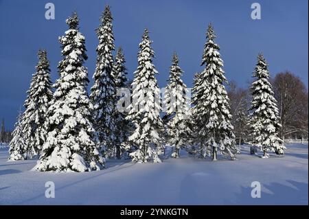 Eine unberührte Winterlandschaft mit einer Reihe von hohen, schneebedeckten immergrünen Bäumen unter einem klaren blauen Himmel. Der unberührte Schnee bedeckt den Boden, gegossen Stockfoto