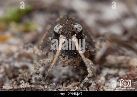 Grasshopper mit Orangenflügel (Pardalophora Phoenicoptera) Stockfoto