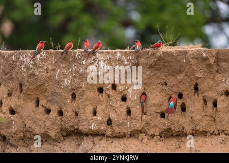 Im Mana Pools National Park in Simbabwe ist eine Schar von Karminbienenfressern zu sehen. Stockfoto