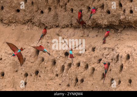 Im Mana Pools National Park in Simbabwe ist eine Schar von Karminbienenfressern zu sehen. Stockfoto