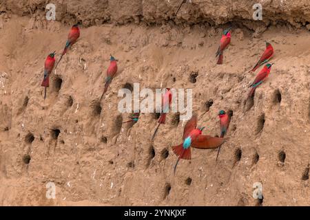 Im Mana Pools National Park in Simbabwe ist eine Schar von Karminbienenfressern zu sehen. Stockfoto