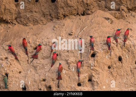 Im Mana Pools National Park in Simbabwe ist eine Schar von Karminbienenfressern zu sehen. Stockfoto
