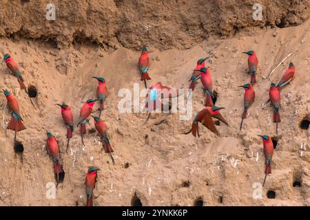 Im Mana Pools National Park in Simbabwe ist eine Schar von Karminbienenfressern zu sehen. Stockfoto