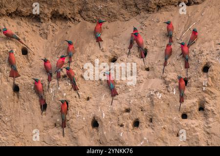 Im Mana Pools National Park in Simbabwe ist eine Schar von Karminbienenfressern zu sehen. Stockfoto