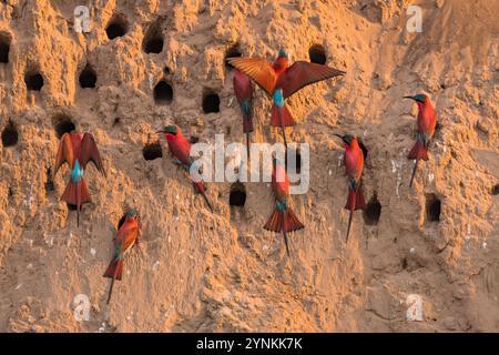 Im Mana Pools National Park in Simbabwe ist eine Schar von Karminbienenfressern zu sehen. Stockfoto
