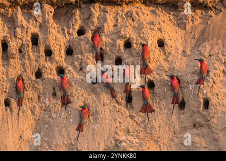 Im Mana Pools National Park in Simbabwe ist eine Schar von Karminbienenfressern zu sehen. Stockfoto