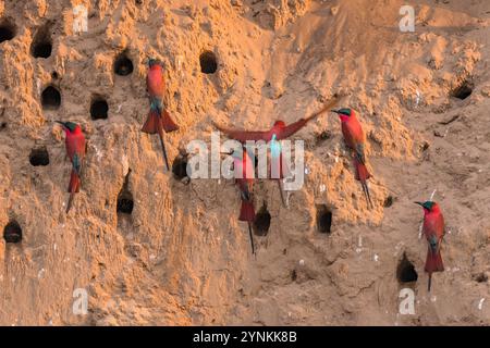 Im Mana Pools National Park in Simbabwe ist eine Schar von Karminbienenfressern zu sehen. Stockfoto