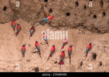 Im Mana Pools National Park in Simbabwe ist eine Schar von Karminbienenfressern zu sehen. Stockfoto