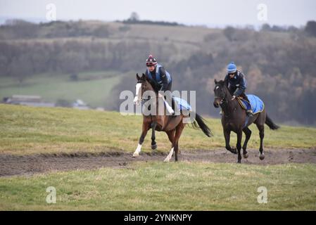 Rennpferde trainieren auf Middleham-Hochmoorgalopps. Stockfoto