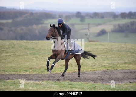 Rennpferde trainieren auf Middleham-Hochmoorgalopps. Stockfoto