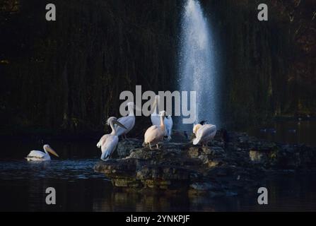 London, Großbritannien. November 2024. Die hier ansässigen großen weißen Pelikane, auch bekannt als östliche weiße Pelikane, sonnen sich auf dem Felsen neben dem Brunnen im See im St James's Park. (Credit Image: © Vuk Valcic/SOPA Images via ZUMA Press Wire) NUR REDAKTIONELLE VERWENDUNG! Nicht für kommerzielle ZWECKE! Stockfoto