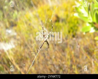 Common Garden Orbweb Spider (Argiope australis) Stockfoto