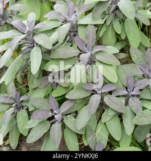 Detaillierte Aufnahme eines Salbeibusches mit violett-grünen Blättern Stockfoto