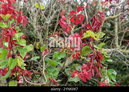 Nahaufnahme von rotem Laub und Früchten von Virginia Creeper im Herbst Stockfoto