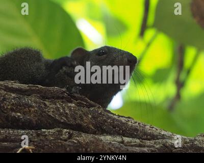 Taiwan Eichhörnchen (Callosciurus erythraeus thaiwanensis) Stockfoto