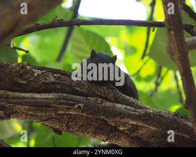 Taiwan Eichhörnchen (Callosciurus erythraeus thaiwanensis) Stockfoto