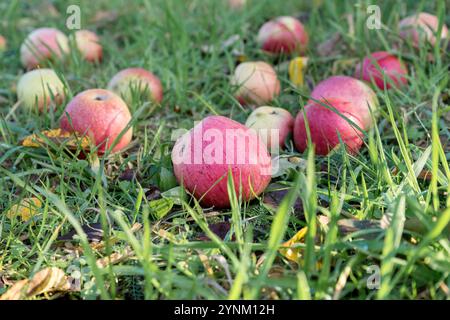 Reife, rote Äpfel liegen im Gras eines Obstgartens Stockfoto
