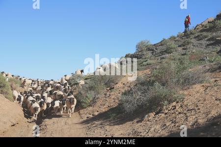 Herde von Dorper-Schafen (Ovis aries) auf der Wanderstraße auf der Knersvlakte in Namaqualand, Südafrika. Stockfoto