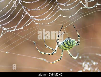 Die Golden Orb Spider (Nephilidae) spinnt ein Netz, das bei Vredendal in Namaqualand, Westkap in Südafrika mit Tropfen bedeckt ist. Stockfoto