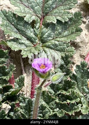 Mediterraner Storchenschnabel (Erodium Botrys) Stockfoto