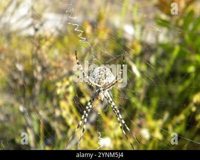 Common Garden Orbweb Spider (Argiope australis) Stockfoto