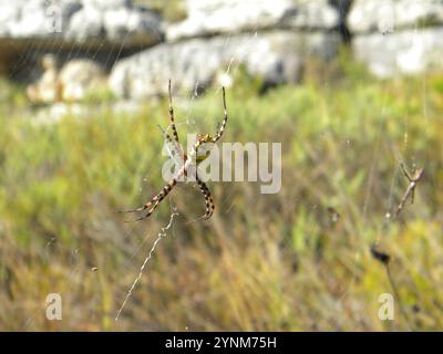 Common Garden Orbweb Spider (Argiope australis) Stockfoto