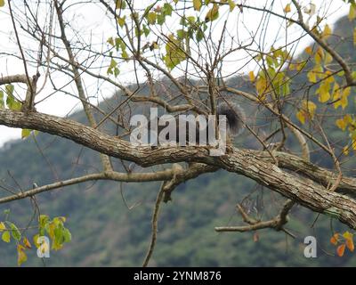 Taiwan Eichhörnchen (Callosciurus erythraeus thaiwanensis) Stockfoto