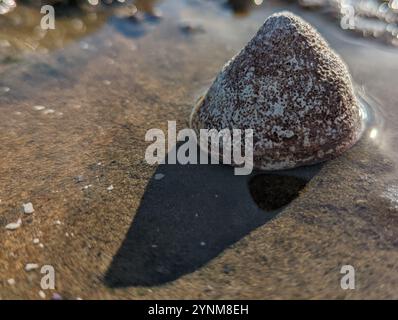 Whitecap Limpet (Acmaea mitra) Stockfoto