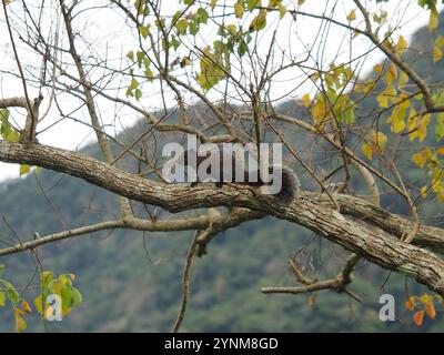 Taiwan Eichhörnchen (Callosciurus erythraeus thaiwanensis) Stockfoto