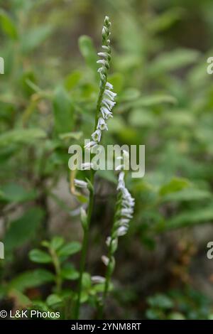 Slender Damentressen (Spiranthes lacera) Stockfoto