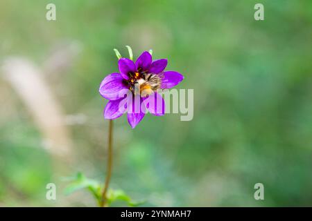 Eine Hummel auf einer kleinen violetten Dahlienblume Stockfoto