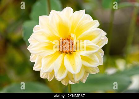 Eine blassgelbe Dahlienblume Stockfoto