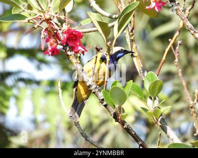 Orangenbauchbauch (Chloropsis hardwickii) Stockfoto