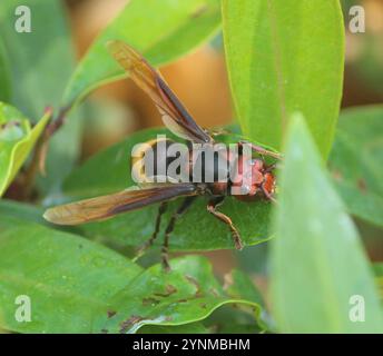 Hornet (Vespa tropica) Stockfoto