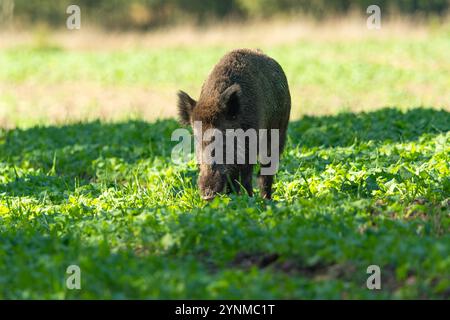 Ein großes Wildschwein frisst Pflanzen von einem ländlichen Feld, Sommertag, Ostpolen Stockfoto