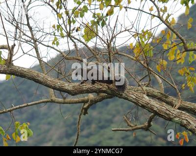 Taiwan Eichhörnchen (Callosciurus erythraeus thaiwanensis) Stockfoto