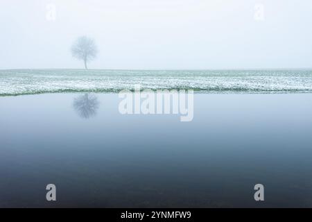 Reflexion im Wasser eines einsamen Baumes, der in einem verschneiten Feld an einem nebeligen Tag im Osten Polens wächst Stockfoto