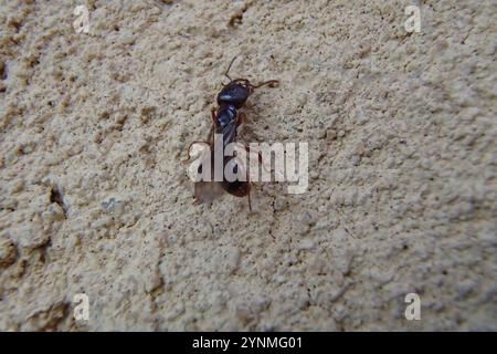 Südliche Michelin-Ameise (Amblyopone australis) Stockfoto