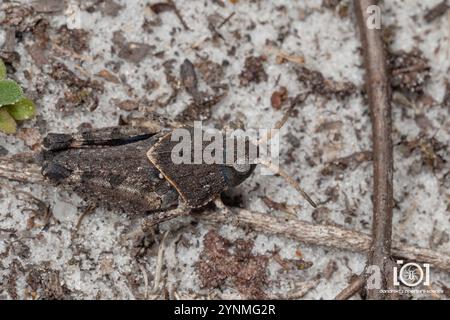 Grasshopper mit Orangenflügel (Pardalophora Phoenicoptera) Stockfoto