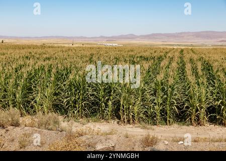 Üppige Maispflanzen erstrecken sich über die weitläufigen Felder des Iran und zeigen die landwirtschaftliche Produktivität vor dem Hintergrund weit entfernter Berge und einer klaren Landschaft Stockfoto