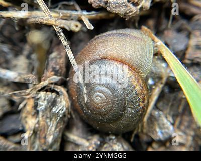 Nicklin's Schulterband Schnecke (Helminthoglypta nickliniana) Stockfoto