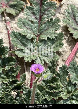 Mediterraner Storchenschnabel (Erodium Botrys) Stockfoto