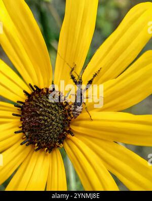 Stachelarzenkäfer (Sinea spinipes) Stockfoto