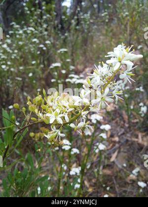 Australische Blackthorn (Bursaria spinosa) Stockfoto