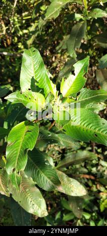 Peruanische Kerzenweide (Ludwigia peruviana) Stockfoto