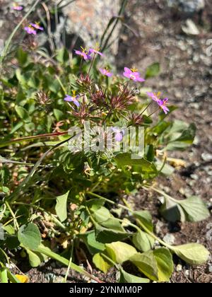 Variable Linanthus (Leptosiphon parviflorus) Stockfoto