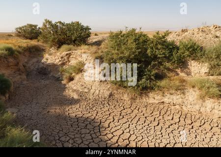 Ein gerissenes Flussbett erstreckt sich über die vertrocknete Erde, umgeben von widerstandsfähigen Sträuchern unter der hellen Sonne in der Wüstenregion, was die Dürre hervorhebt Stockfoto