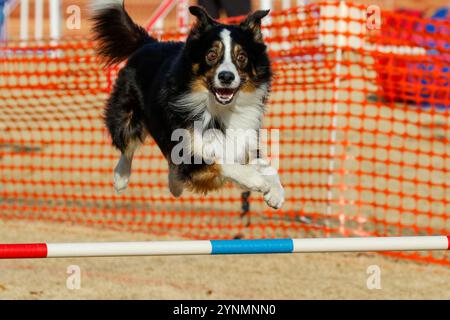 Hund bei einem Agility-Event, der mit einem breiten Auge über einen Sprung geht Stockfoto